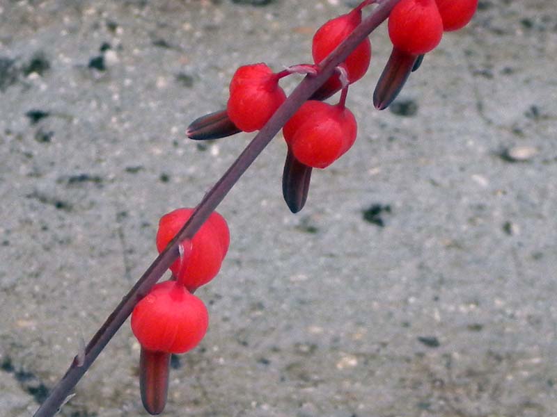 Gasteria glomerata 