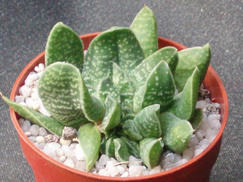 gasteria cv. roystoni's fan