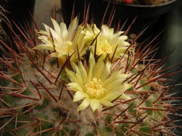 Mammillaria gatesii 