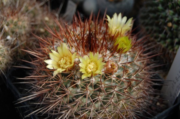 Mammillaria gatesii 