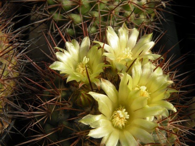 Mammillaria gatesii 