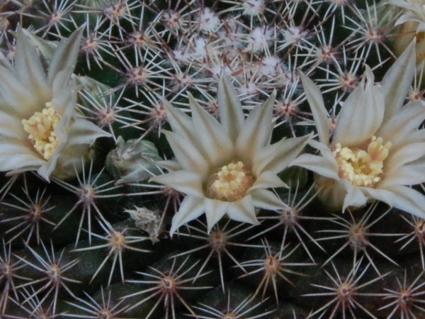 Mammillaria heyderi ssp. gaumeri 