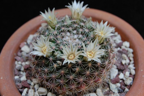 Mammillaria heyderi ssp. gaumeri 