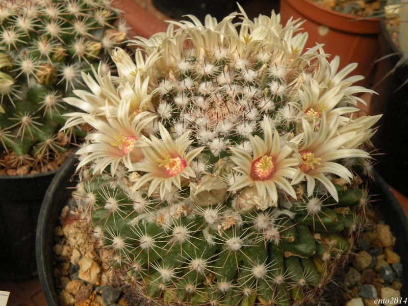 Mammillaria heyderi ssp. gaumeri 