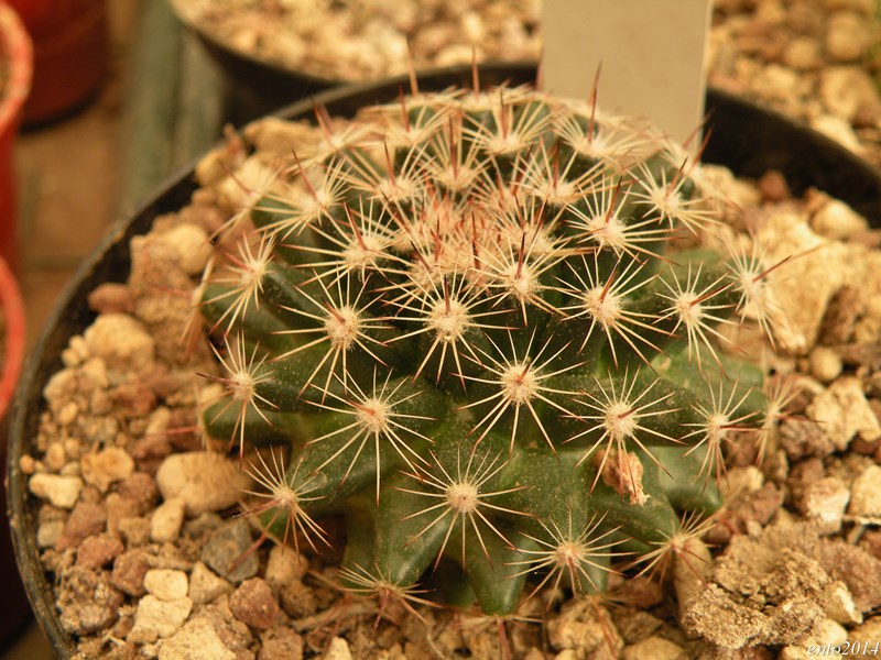 Mammillaria heyderi ssp. gaumeri 