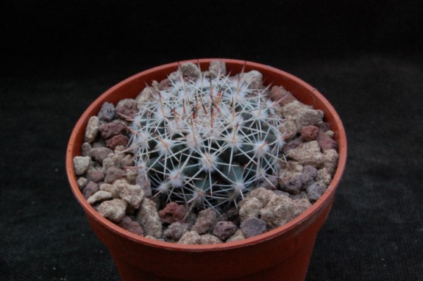 Mammillaria heyderi ssp. gaumeri REP 1897