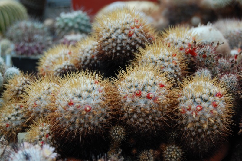 Mammillaria nivosa 