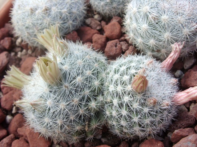 Mammillaria candida 