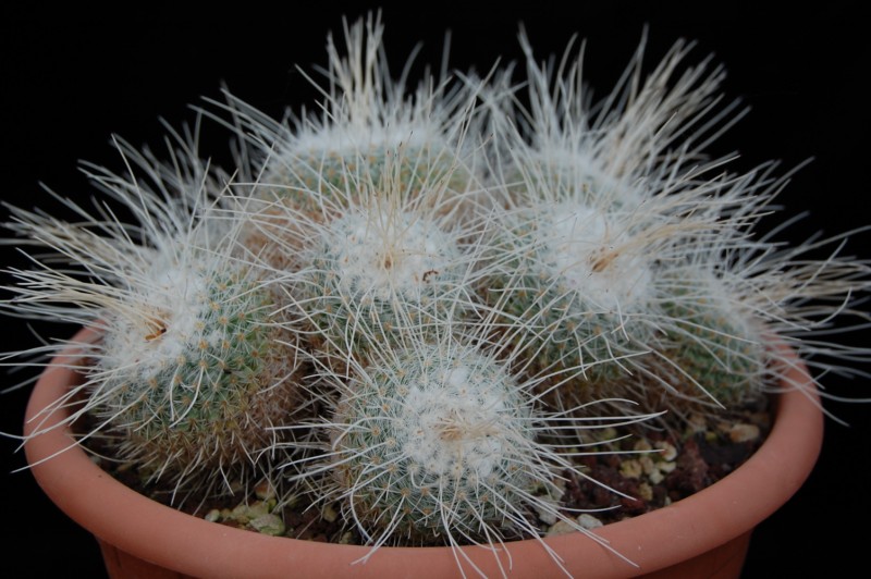 Mammillaria geminispina BZ 75