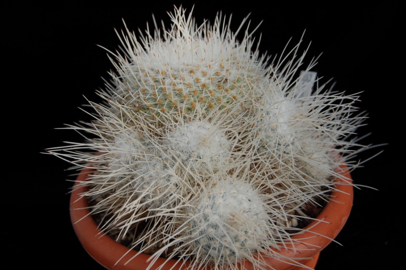 Mammillaria geminispina CH 250