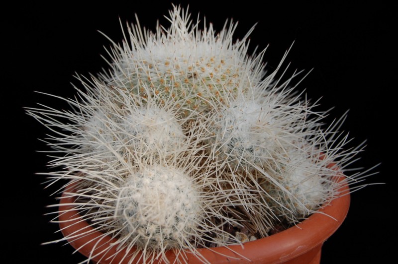 Mammillaria geminispina CH 250