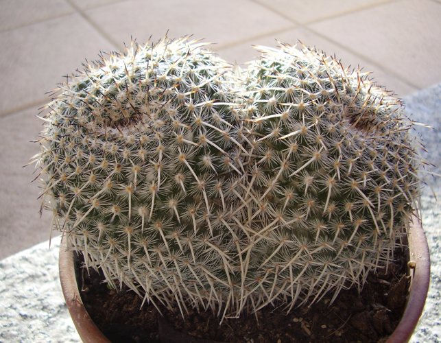 Mammillaria parkinsonii 