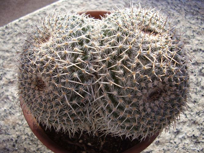 Mammillaria parkinsonii 