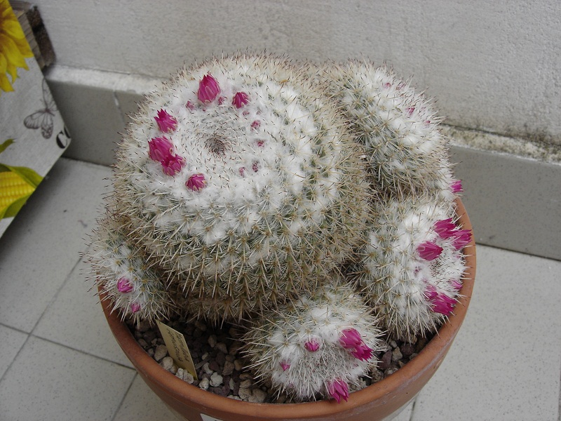 Mammillaria geminispina 