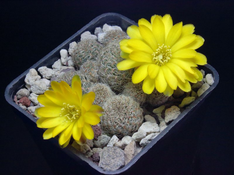 Sulcorebutia gemmae PHA501a