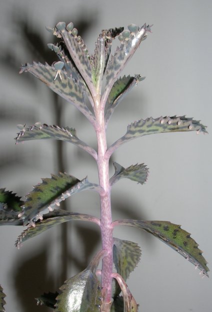 Kalanchoe daigremontiana 