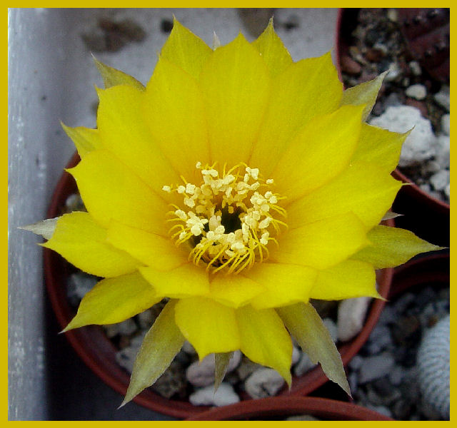 Lobivia arachnacantha 