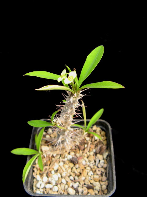 Euphorbia genoudiana 