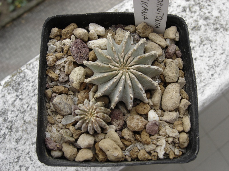 Geohintonia mexicana 