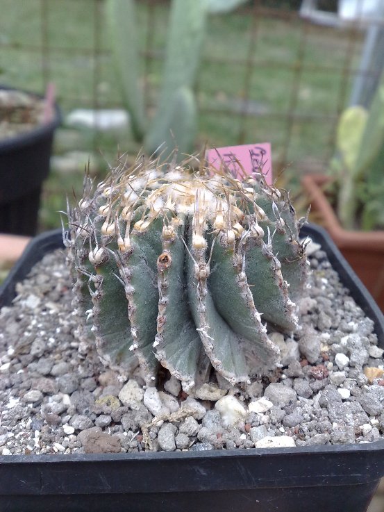 Geohintonia mexicana 