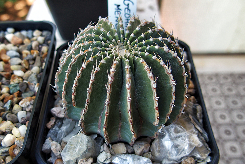 Geohintonia mexicana 