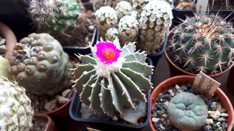 Geohintonia mexicana 