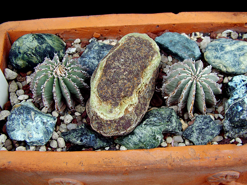 Geohintonia mexicana 