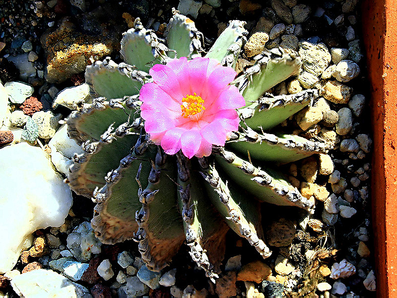 Geohintonia mexicana 