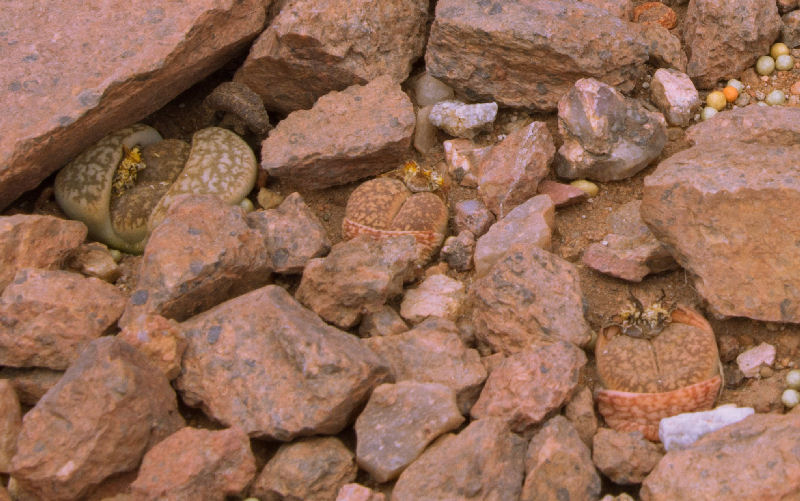 Lithops gesinae v. annae C07840