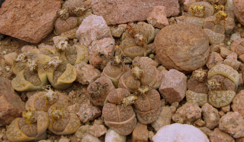 Lithops gesinae ssp. gesinae C40641