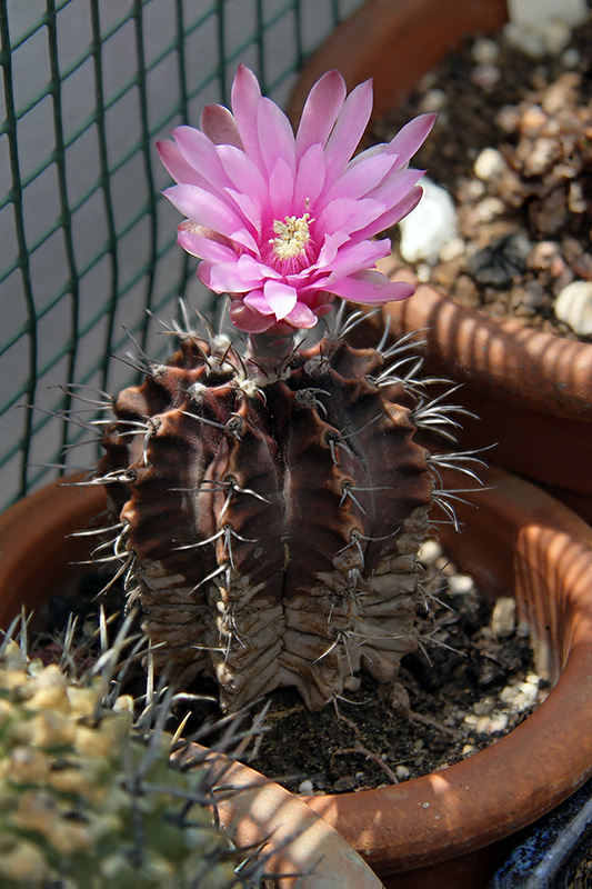 gymnocalycium friedrichii