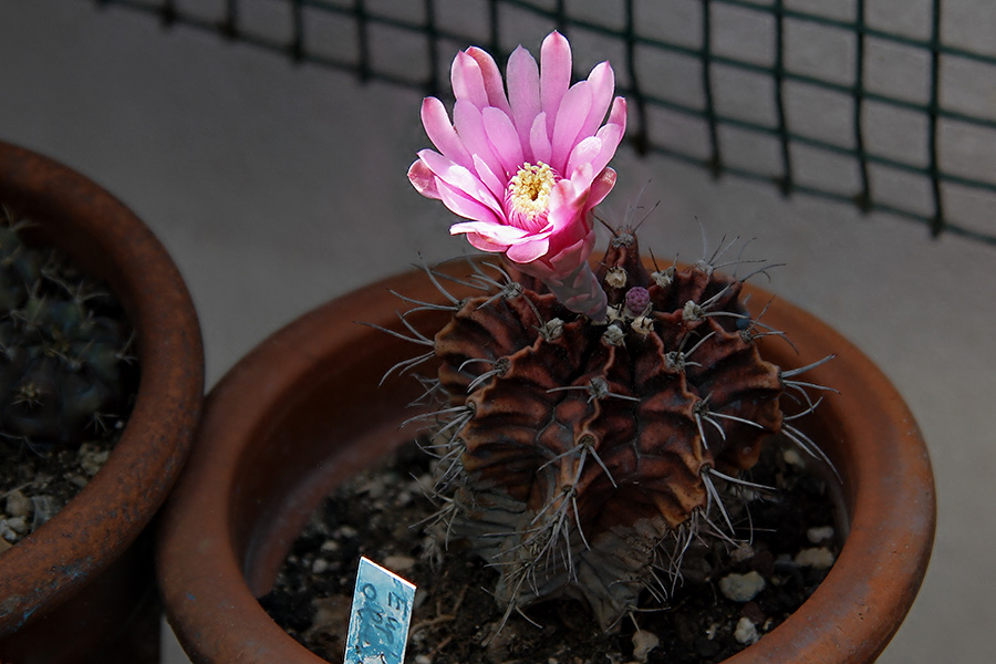 gymnocalycium friedrichii