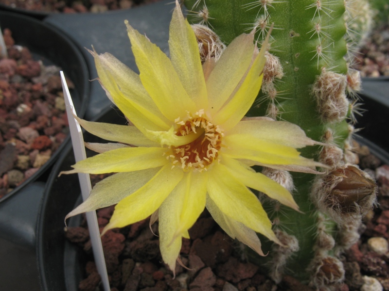 chamaecereus ibrido giallo canarino