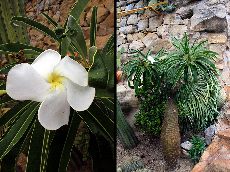 Pachypodium lamerei 