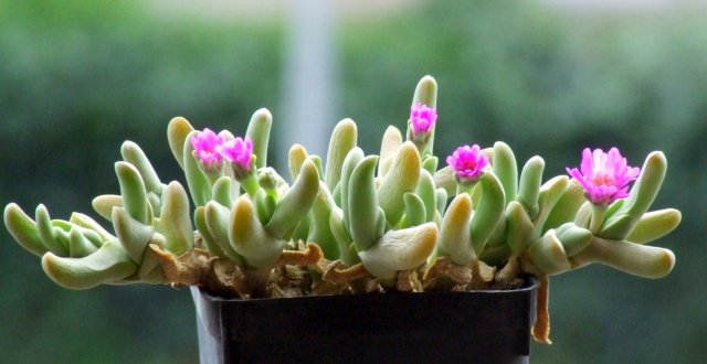 Gibbaeum geminum 