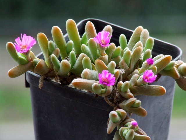 Gibbaeum geminum 