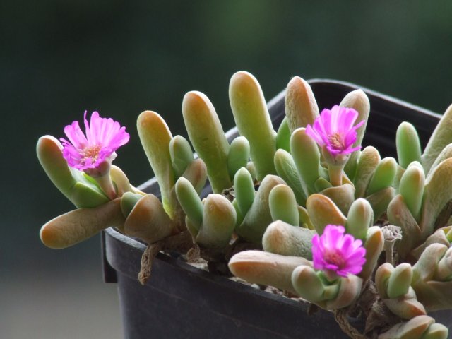 Gibbaeum geminum 