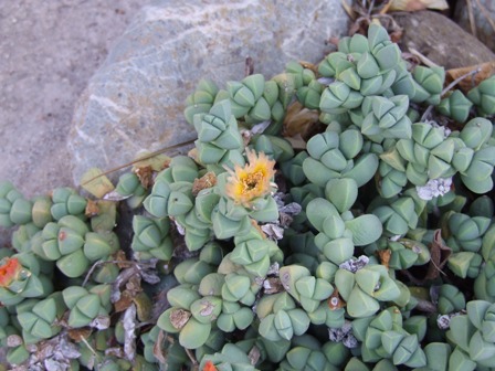 Corpuscolaria lehemannii 350-07