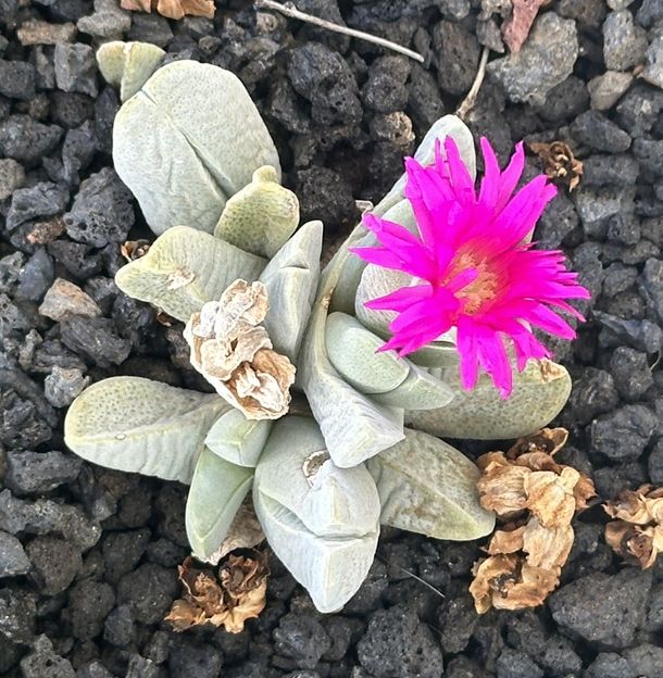 Gibbaeum petrense 