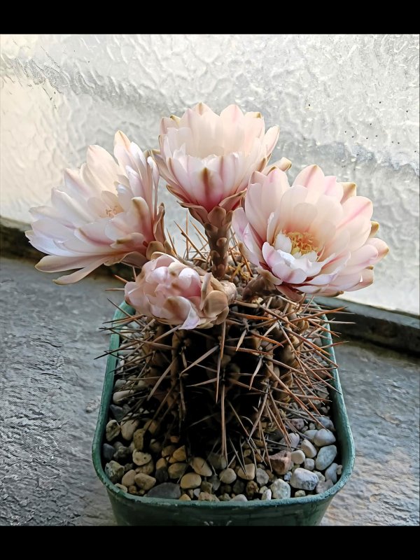 Gymnocalycium gibbosum 