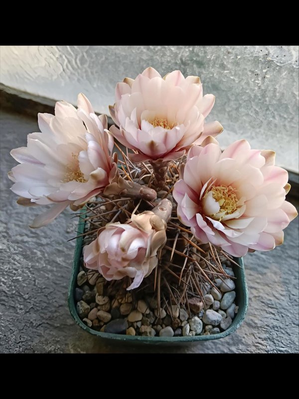 Gymnocalycium gibbosum 