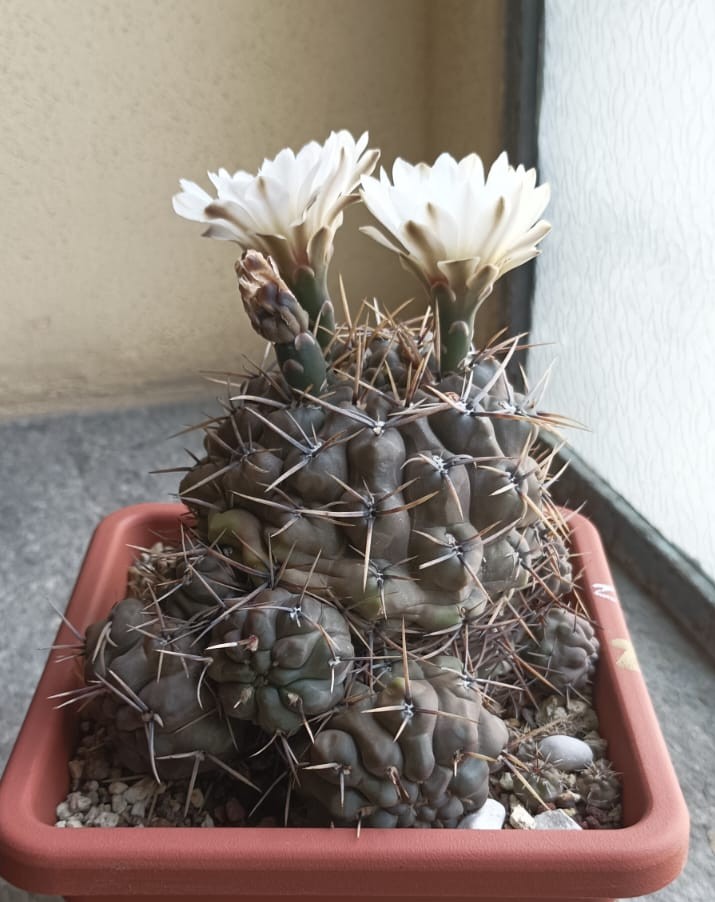 Gymnocalycium gibbosum v. brachypetalum p 101