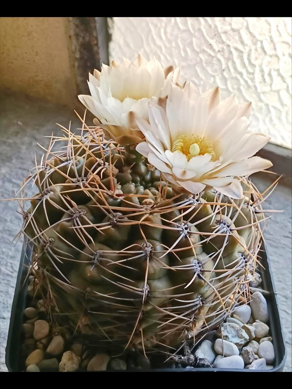 Gymnocalycium gibbosum 