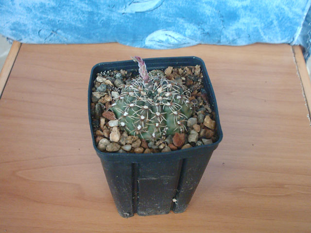 Gymnocalycium baldianum 