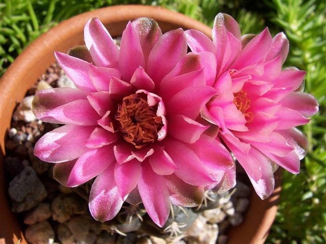 Gymnocalicyum  
