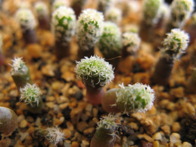 gymnocactus subterraneus