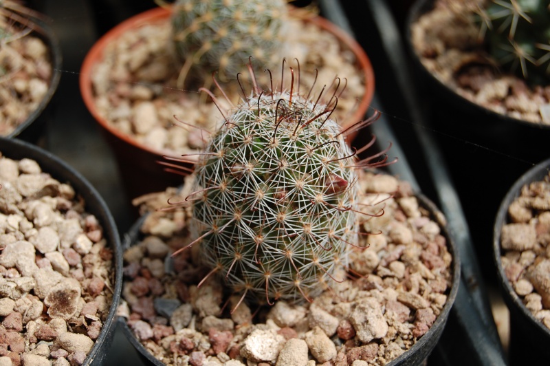 mammillaria guirocobensis
