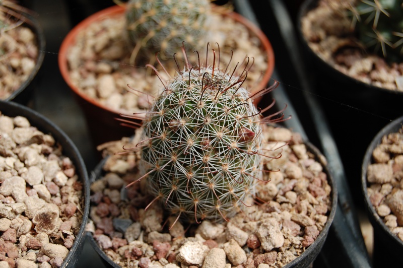 Mammillaria guirocobensis 