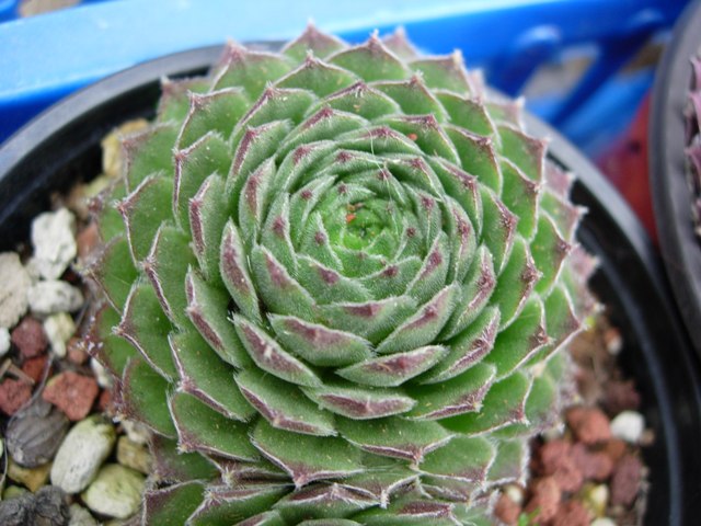 Sempervivum giuseppii 