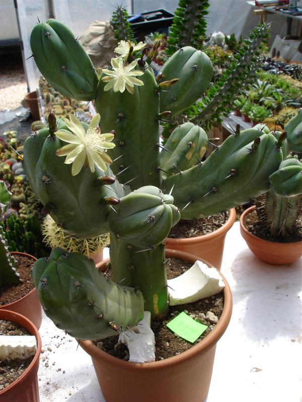 Myrtillocactus geometrizans 